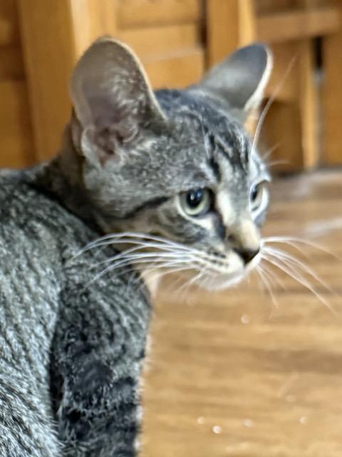 Enlarge Trudy, a Adoptable Domestic Short Hair in Kenosha, WI image 4/4