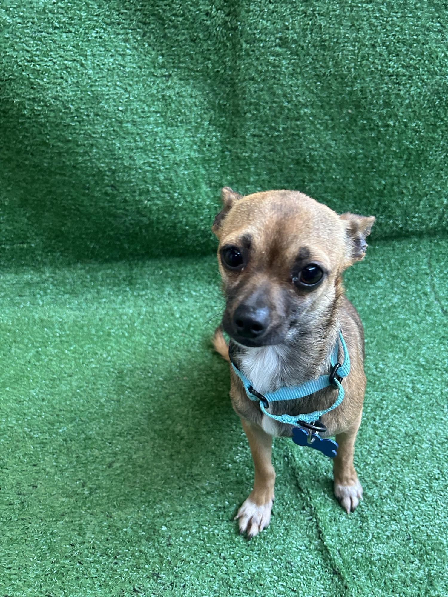 Ginger, an adopted mixed breed in San Ysidro, CA image 3/4