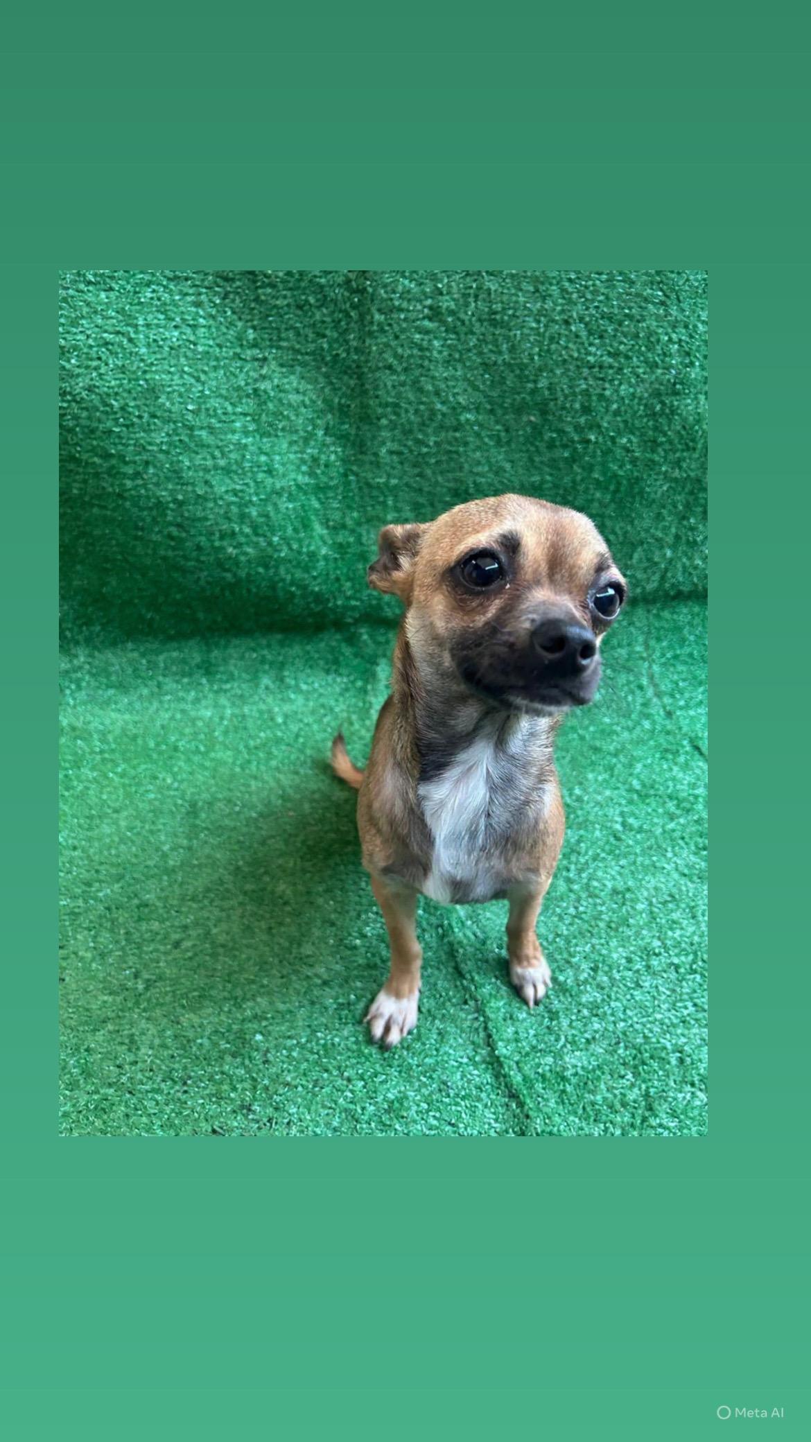 Ginger, adopted, Adult Female Chihuahua.