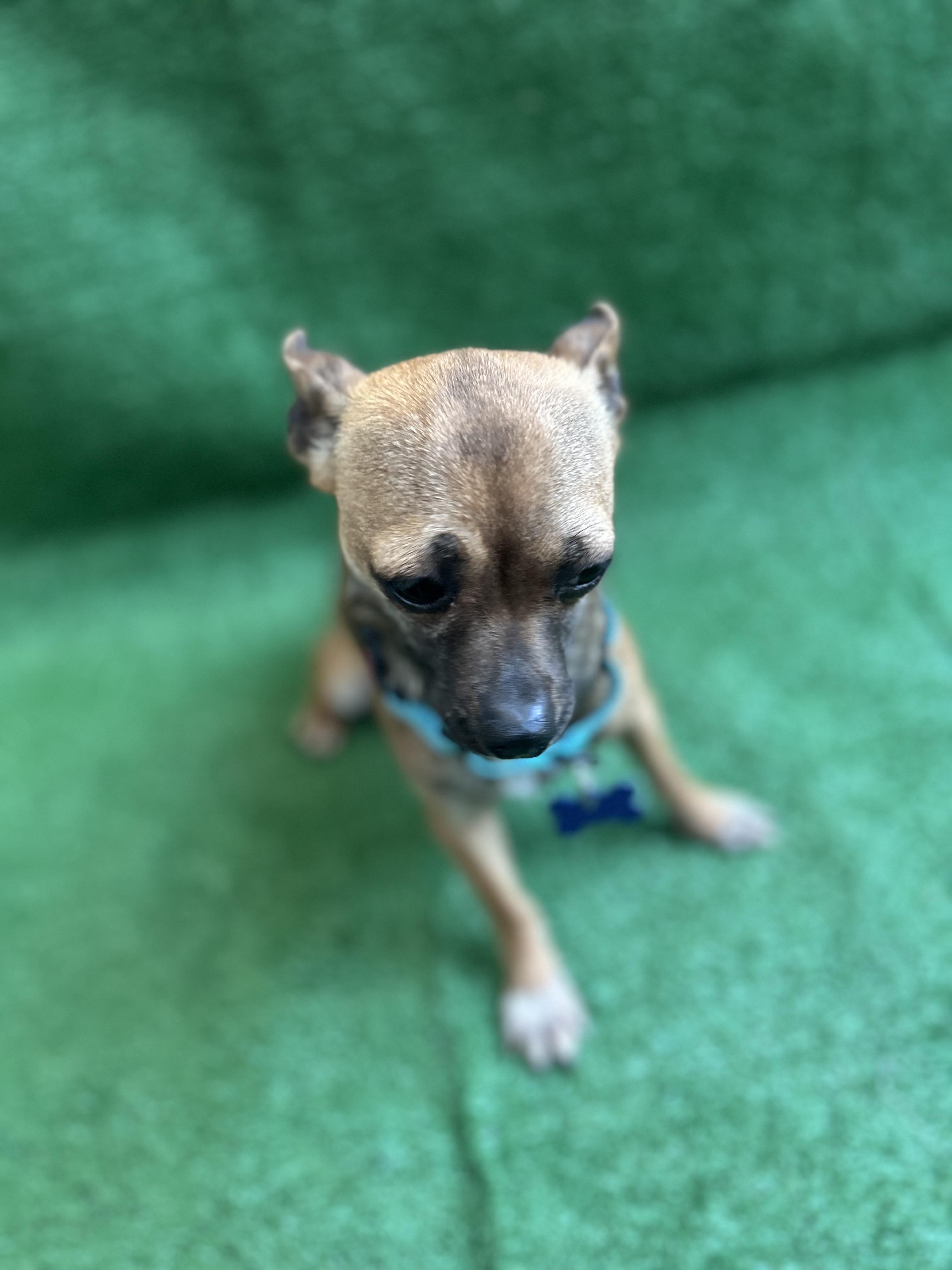 Ginger, an adopted mixed breed in San Ysidro, CA image 4/4