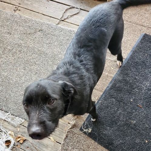 Enlarge Holly , a Adoptable mixed breed in Linton, IN image 1/2