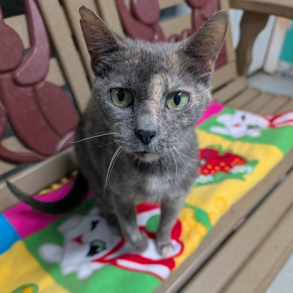 Enlarge Natalie, a Adoptable Domestic Short Hair in Blair, WI image 2/6