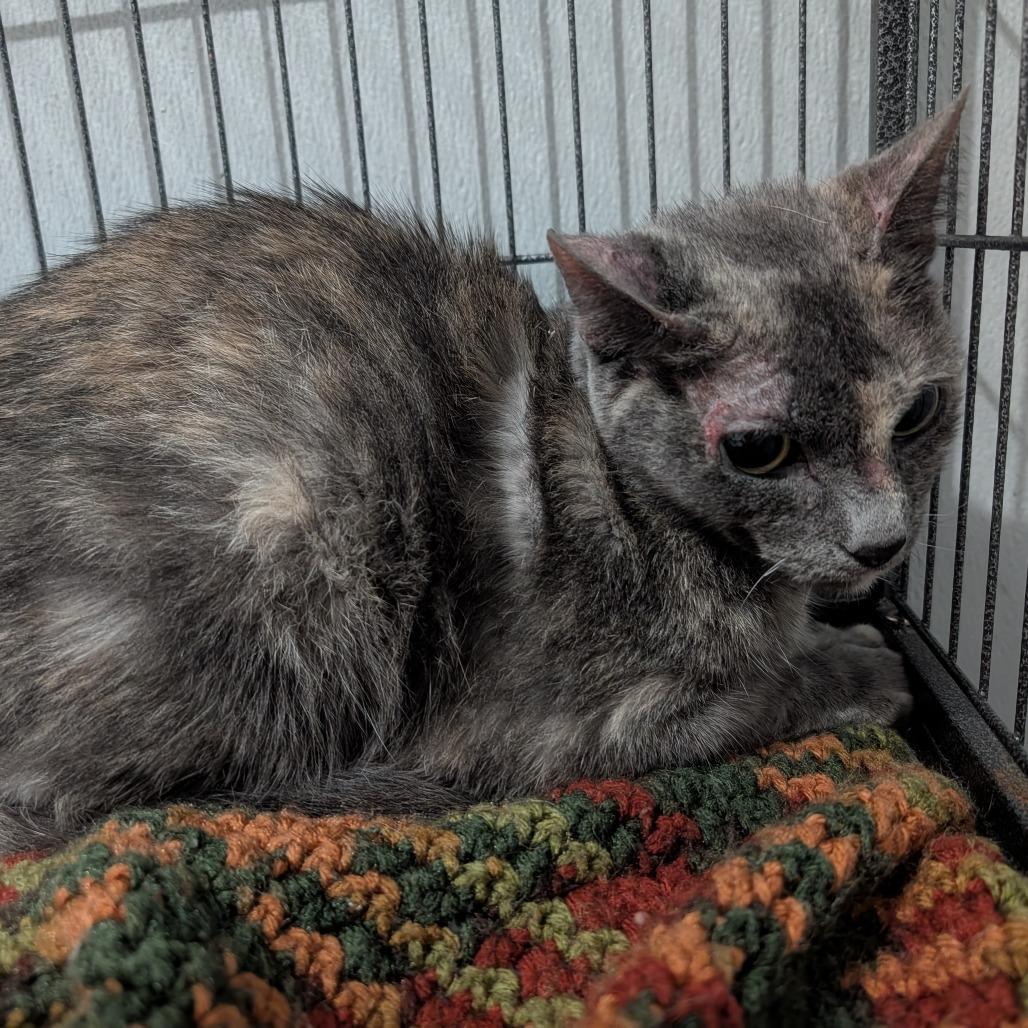 Enlarge Natalie, a Adoptable Domestic Short Hair in Blair, WI image 3/6