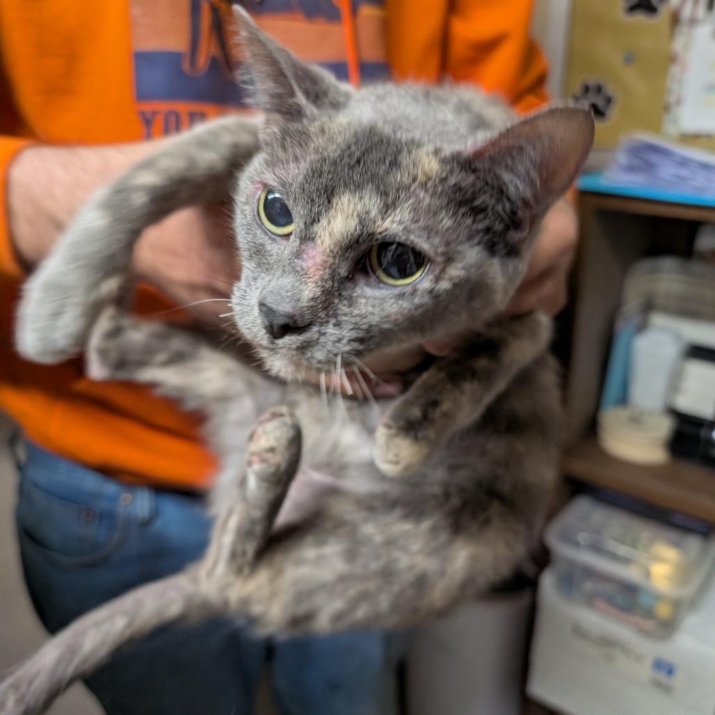 Enlarge Natalie, a Adoptable Domestic Short Hair in Blair, WI image 4/6