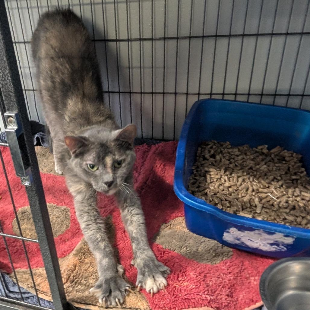 Enlarge Natalie, a Adoptable Domestic Short Hair in Blair, WI image 5/6