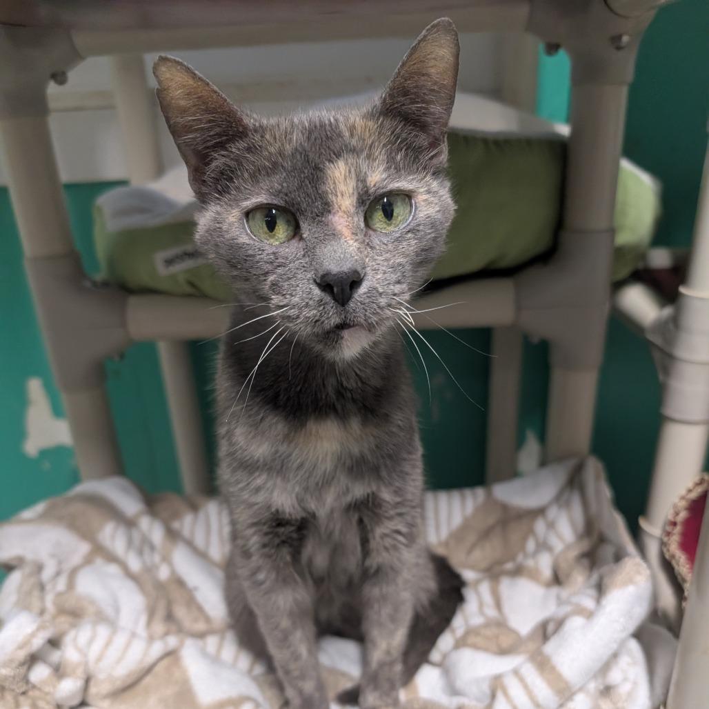 Enlarge Natalie, a Adoptable Domestic Short Hair in Blair, WI image 5/6