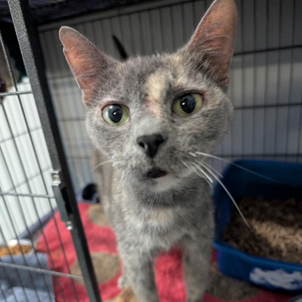 Enlarge Natalie, a Adoptable Domestic Short Hair in Blair, WI image 6/6