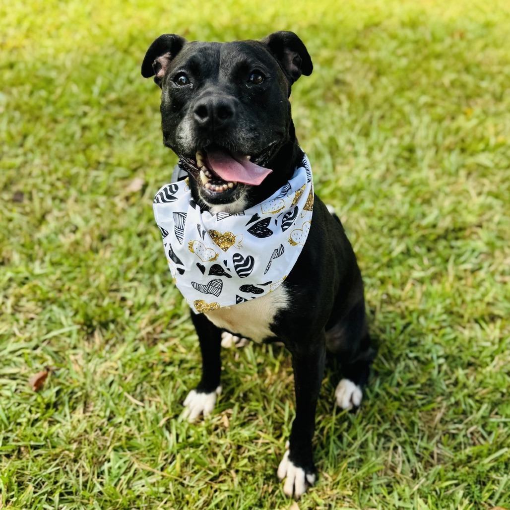 Enlarge Brooke, a Adoptable mixed breed in Peachtree City, GA image 2/6