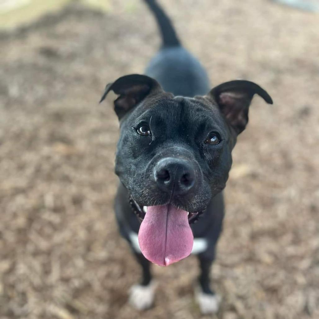 Enlarge Brooke, a Adoptable mixed breed in Peachtree City, GA image 3/6
