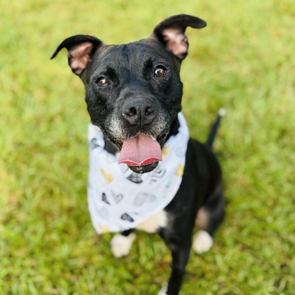 Enlarge Brooke, a Adoptable mixed breed in Peachtree City, GA image 4/6