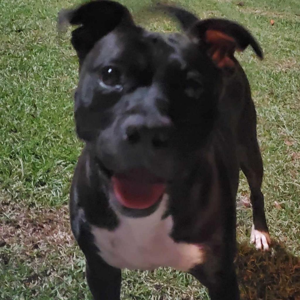 Enlarge Brooke, a Adoptable mixed breed in Peachtree City, GA image 5/6