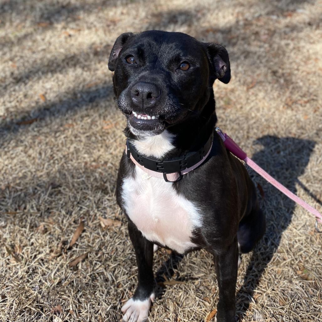 Enlarge Brooke, a Adoptable mixed breed in Peachtree City, GA image 6/6