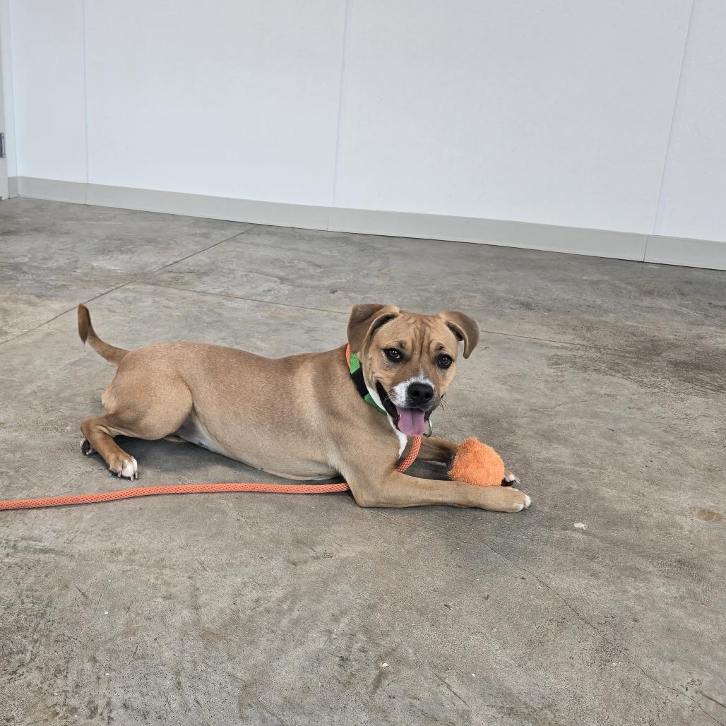 Princess, Adoptable, Young Female Mixed Breed.