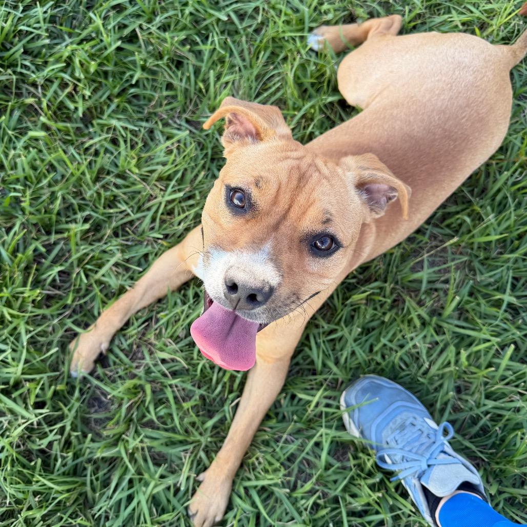 Enlarge Princess, a Adoptable Mixed Breed in Albuquerque, NM image 2/6