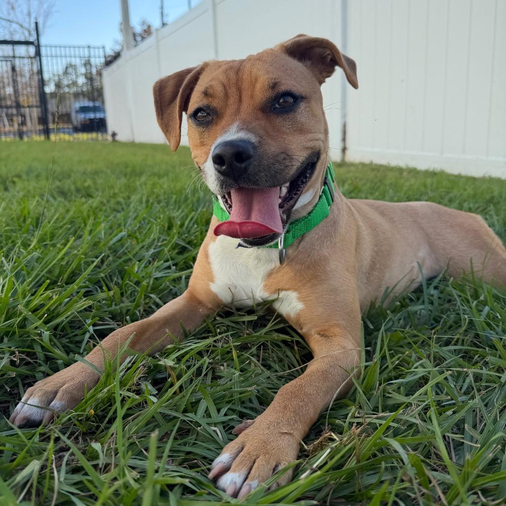 Enlarge Princess, a Adoptable Mixed Breed in Albuquerque, NM image 3/6