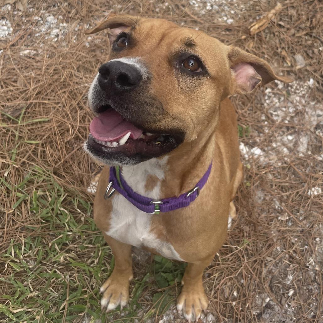 Enlarge Princess, a Adoptable Mixed Breed in Albuquerque, NM image 4/6