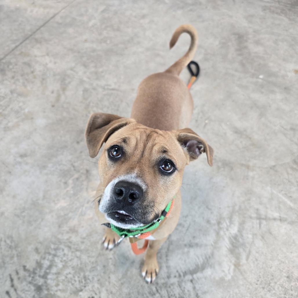 Enlarge Princess, a Adoptable Mixed Breed in Albuquerque, NM image 5/6