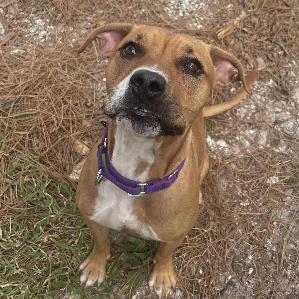 Enlarge Princess, a Adoptable Mixed Breed in Albuquerque, NM image 6/6