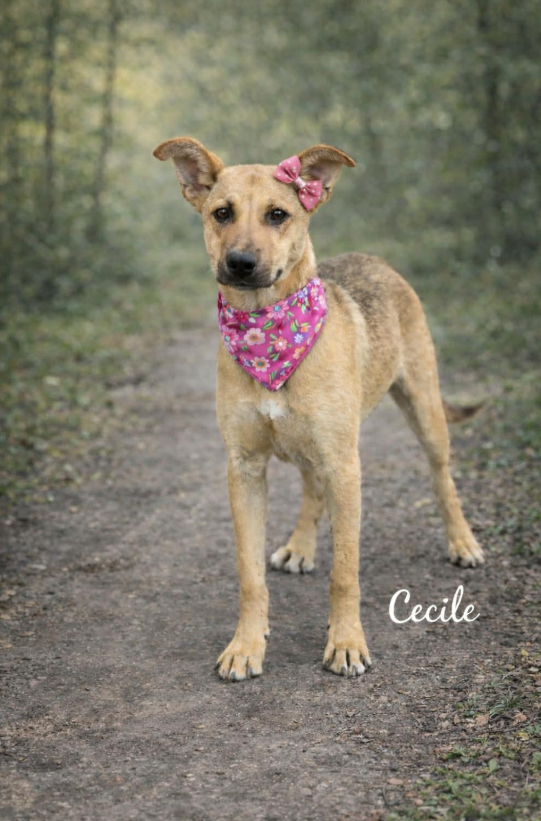 Cecile — thumbnail 2