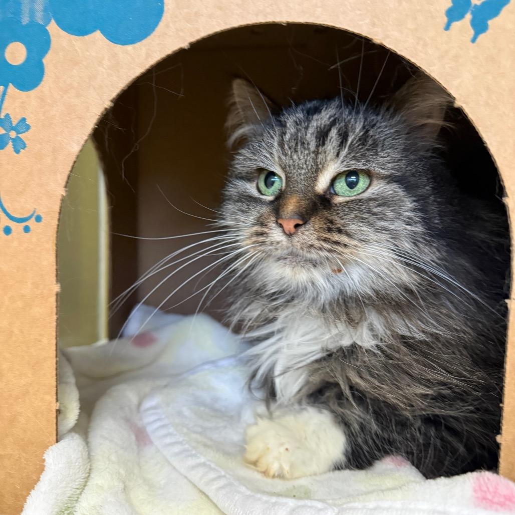 Mollie (Petco), Adoptable, Senior Female Domestic Long Hair.