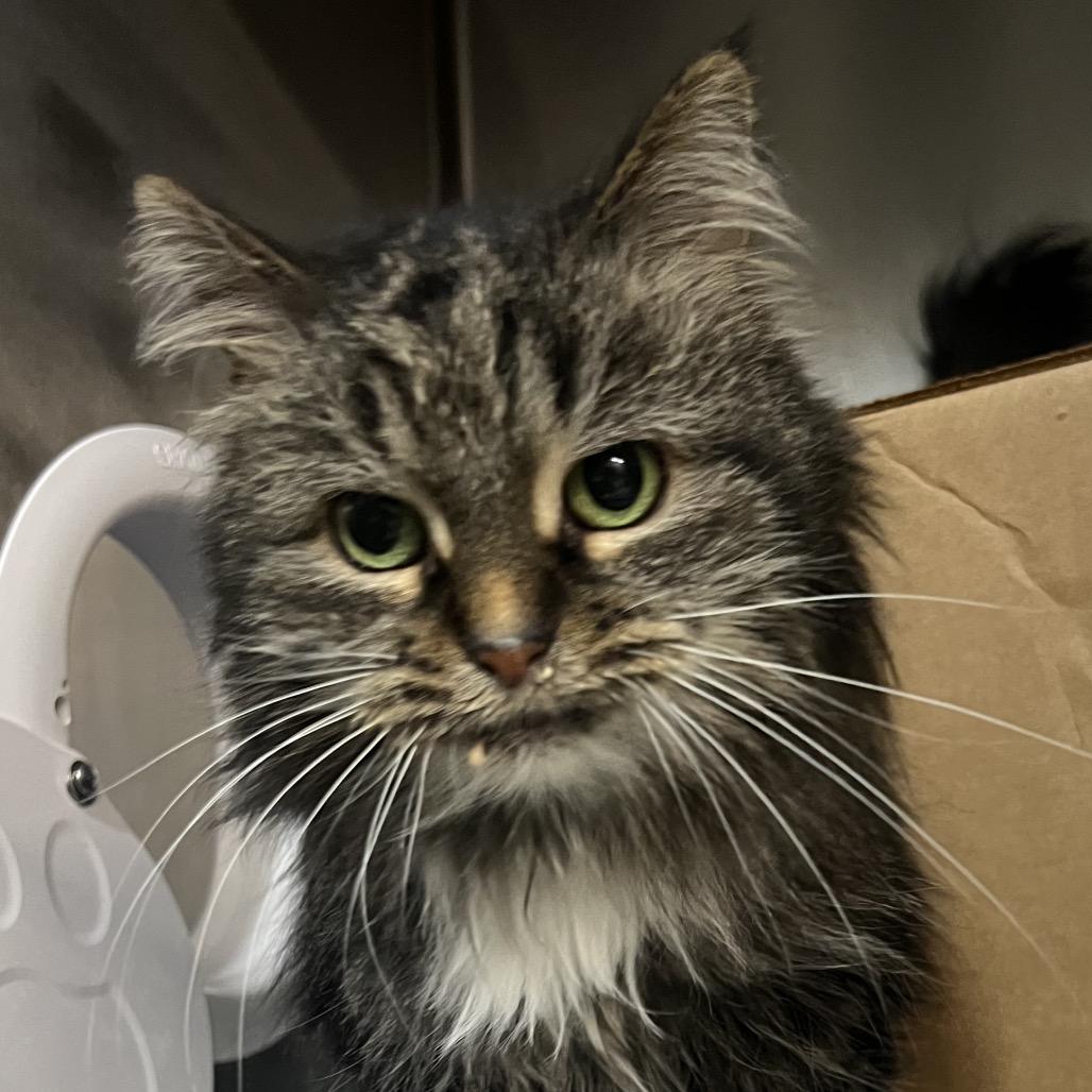 Enlarge Mollie (Petco), a Adoptable Domestic Long Hair in West Olive, MI image 2/6