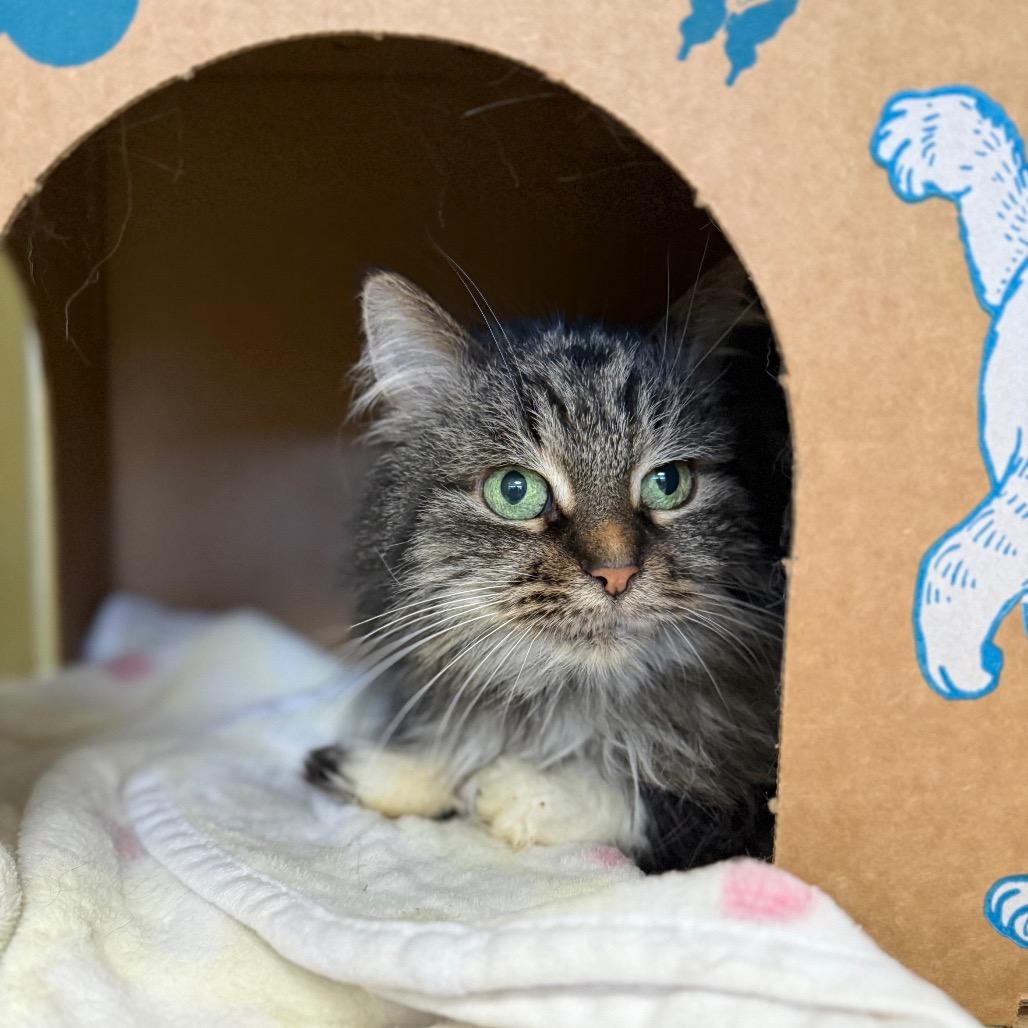 Enlarge Mollie (Petco), a Adoptable Domestic Long Hair in West Olive, MI image 3/6