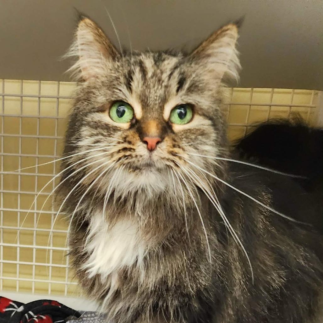 Enlarge Mollie (Petco), a Adoptable Domestic Long Hair in West Olive, MI image 4/6