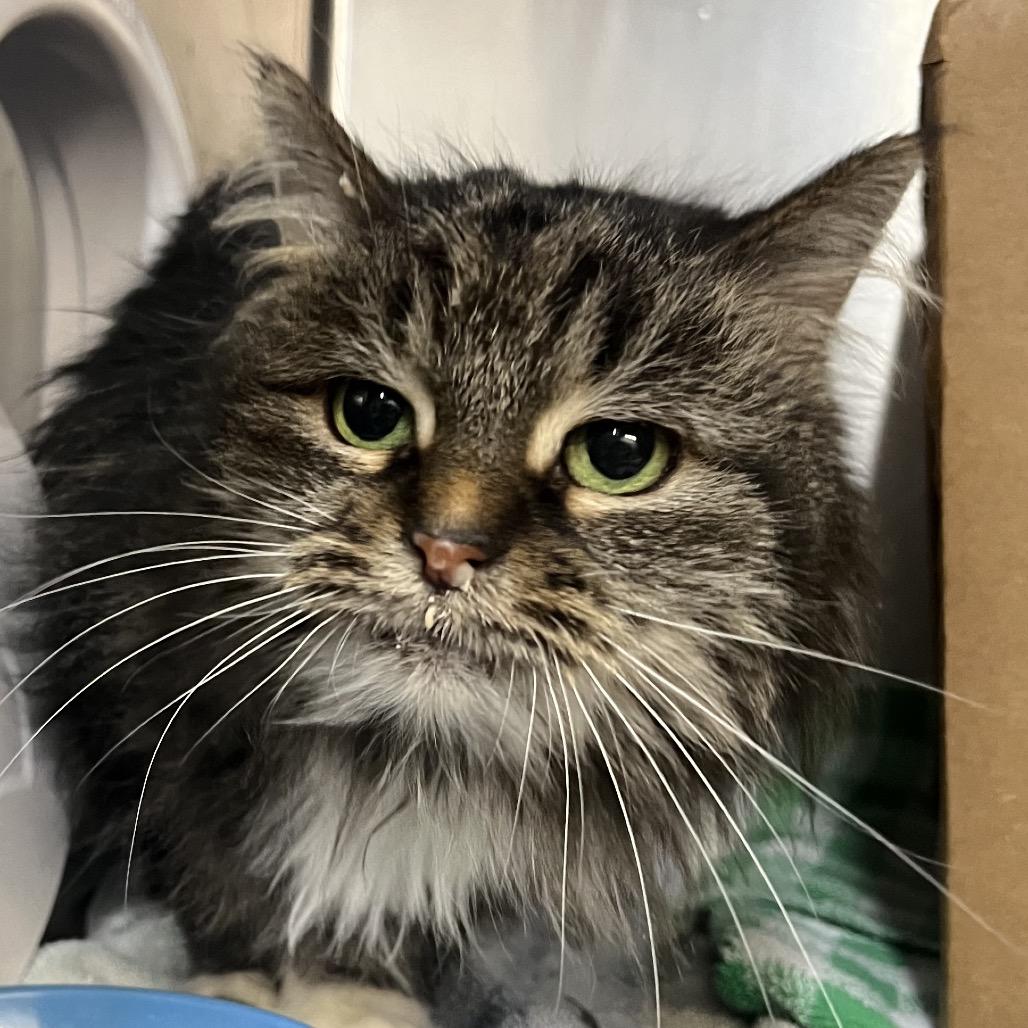 Enlarge Mollie (Petco), a Adoptable Domestic Long Hair in West Olive, MI image 5/6