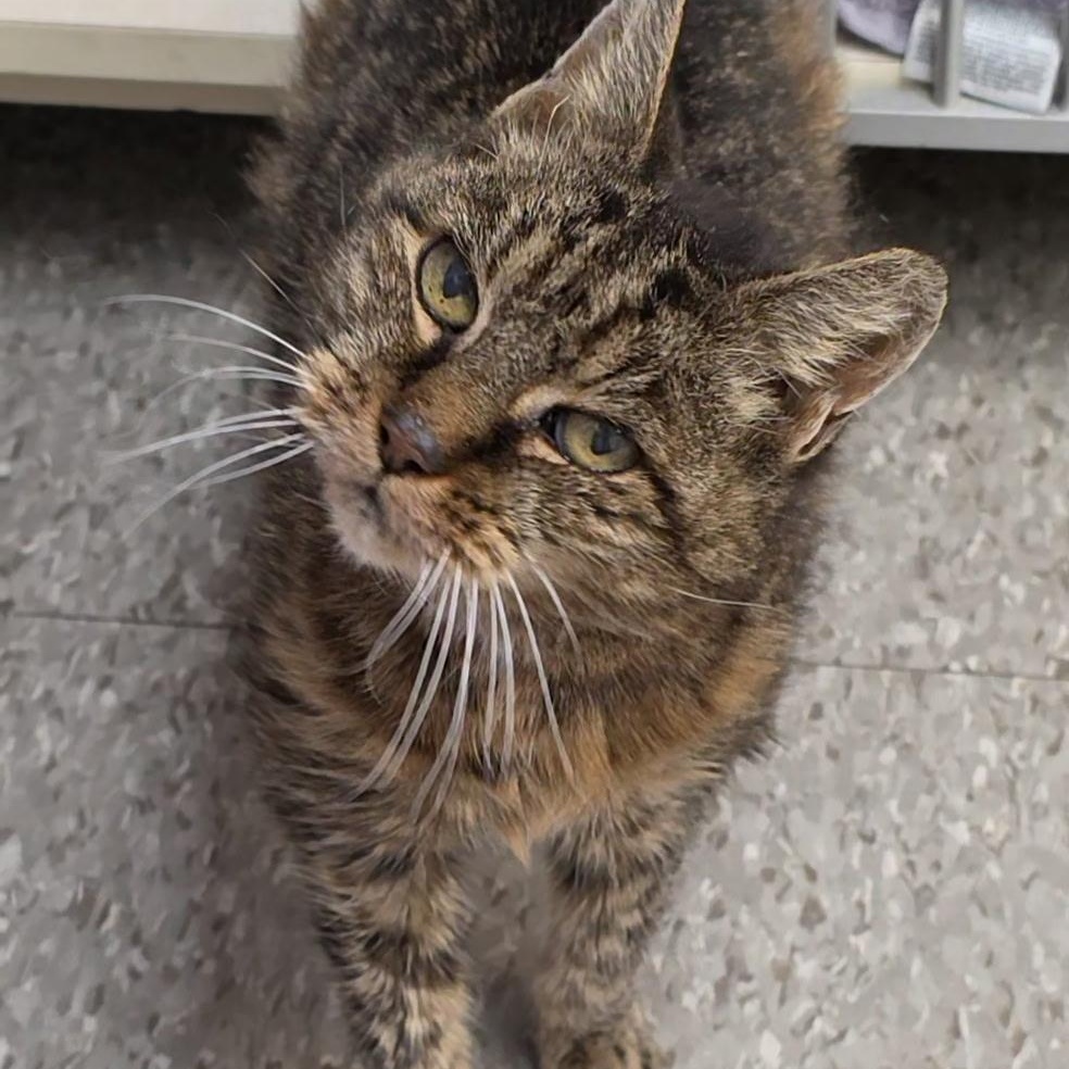 Enlarge Crescent, a ADOPTABLE mixed breed in Smithtown, NY image 2/2