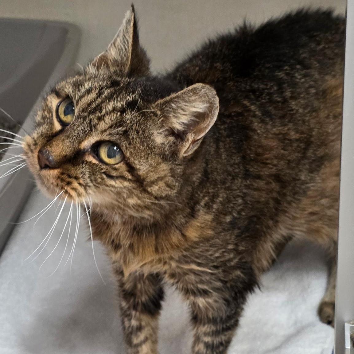 Crescent, ADOPTABLE, Senior Female Domestic Short Hair.