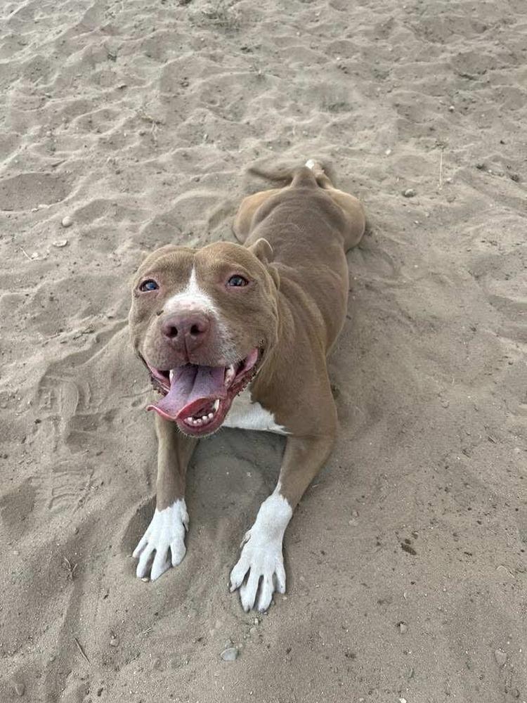 Jules, Adoptable, Adult Female Mixed Breed.