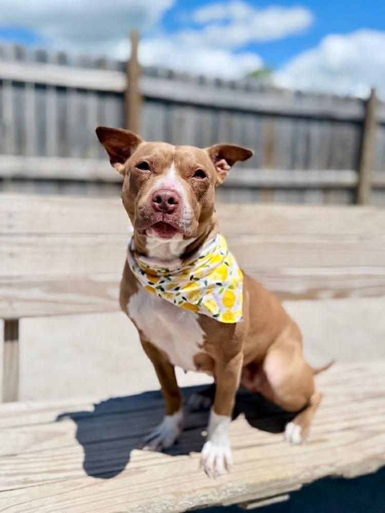 Jules, a Adoptable mixed breed in Grand Rapids, MI image 2/4