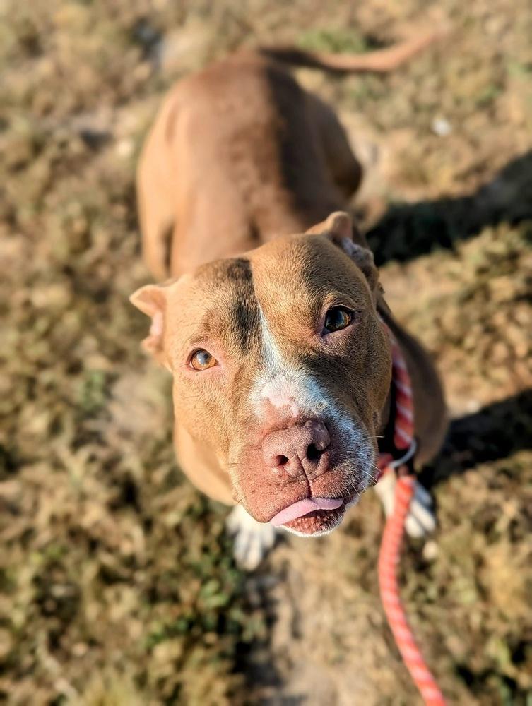 Jules, a Adoptable mixed breed in Grand Rapids, MI image 4/4