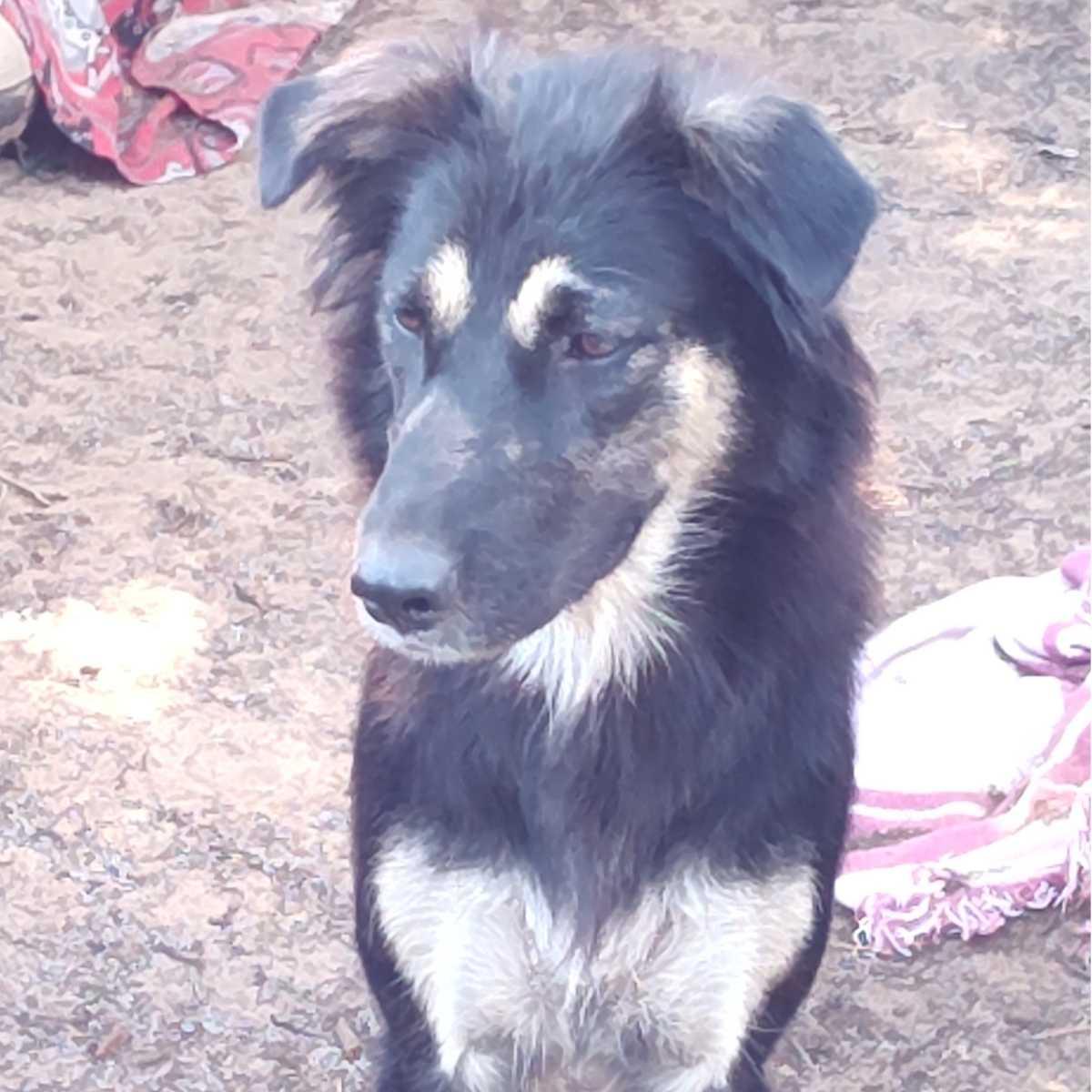 Sammie, an adopted mixed breed in Paradise, TX image 1/4