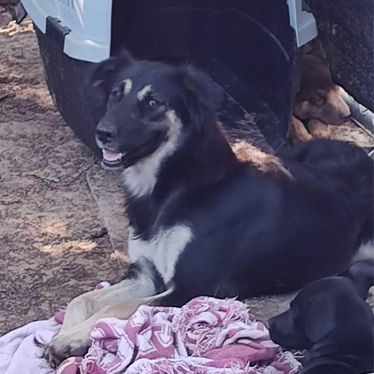 Sammie, an adopted mixed breed in Paradise, TX image 4/4