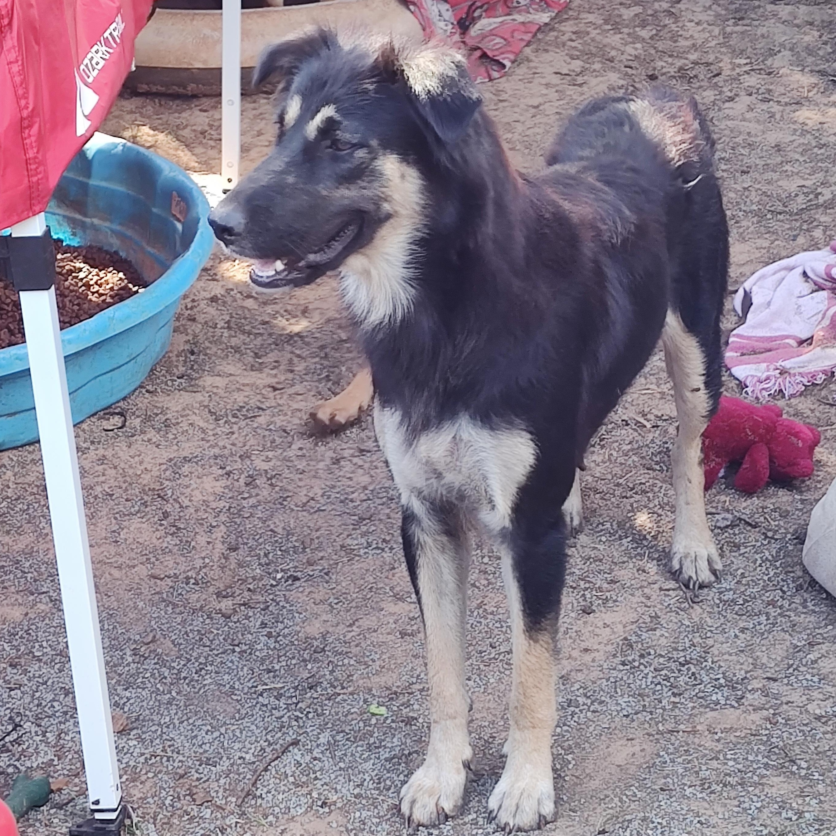 Sammie, an adopted mixed breed in Paradise, TX image 3/4
