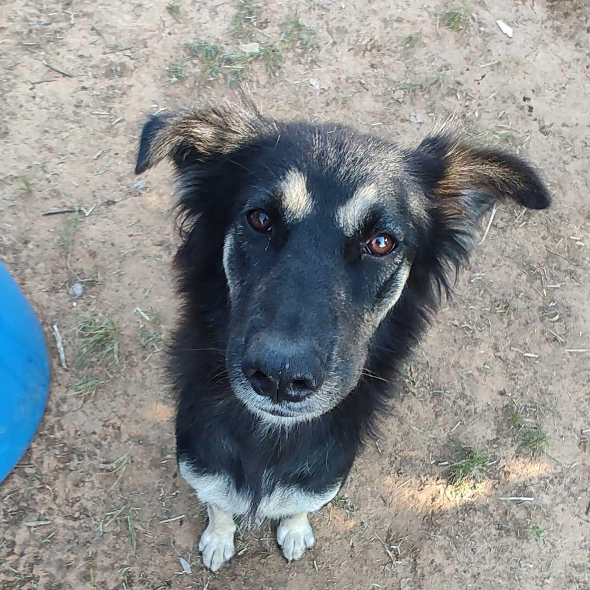 Sammie, an adopted mixed breed in Paradise, TX image 2/4