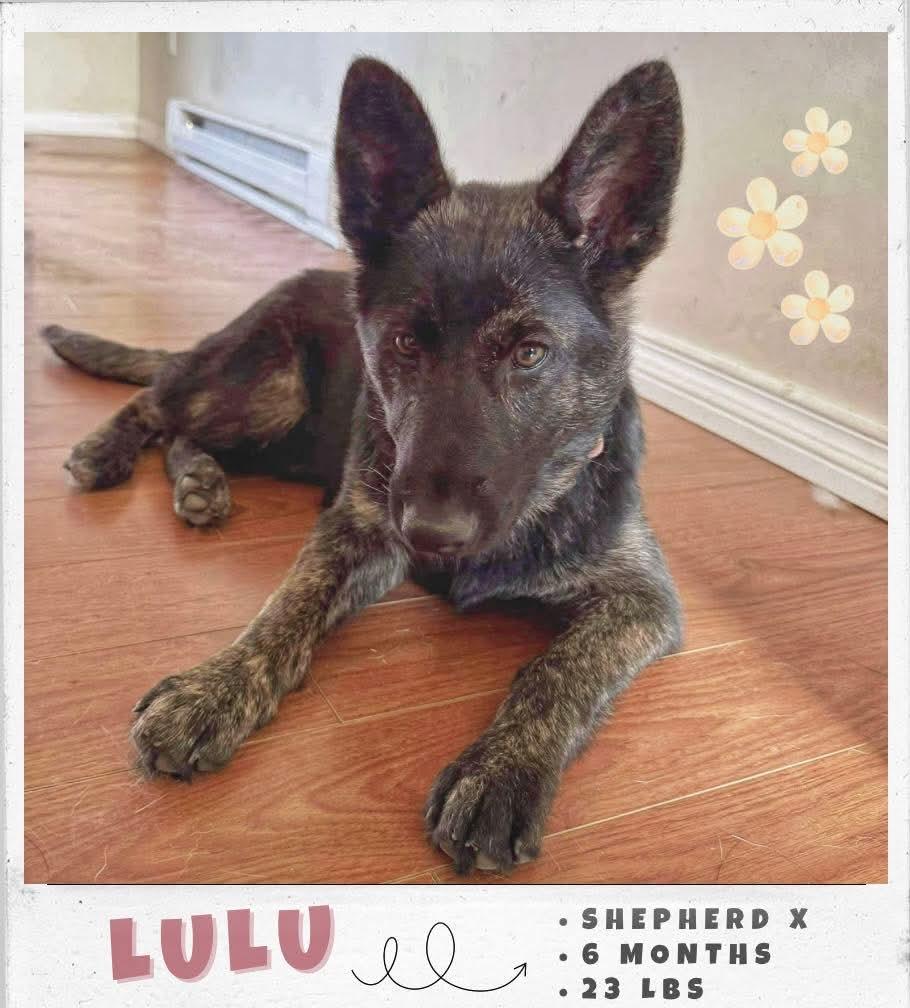 Lulu, an adoptable Labrador Retriever in Winnipeg, MB, R2C 1P2 | Photo Image 1