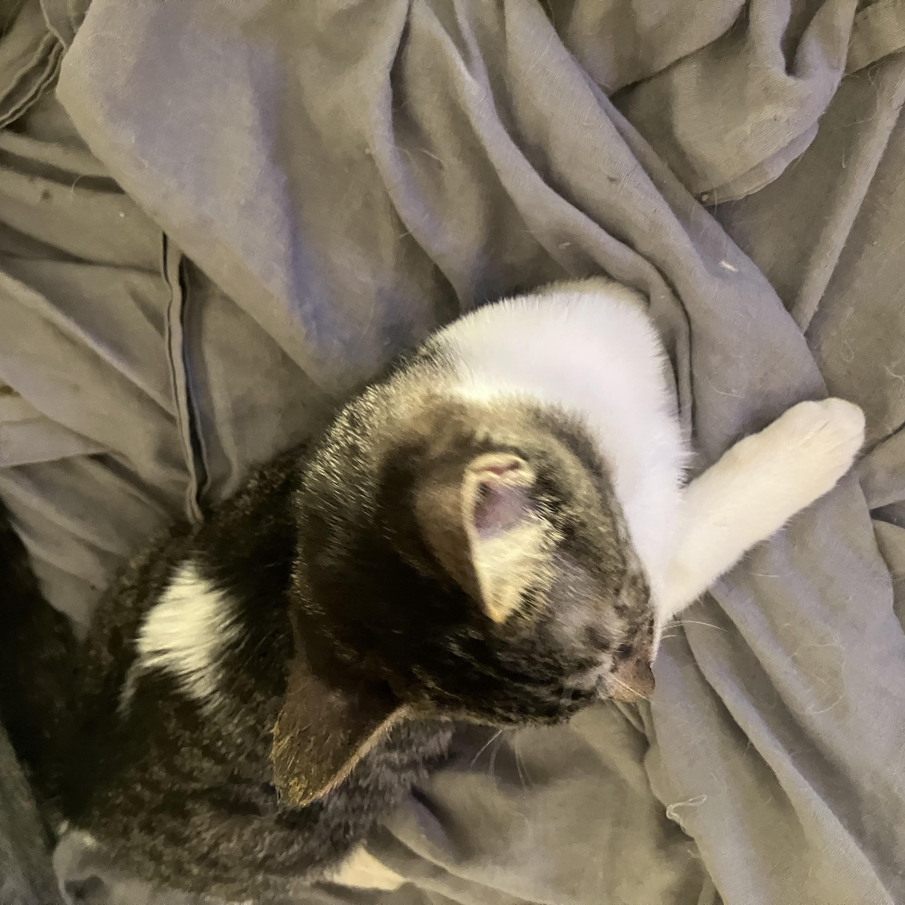 Enlarge Raisin , an adopted mixed breed in El Mirage, AZ image 2/3