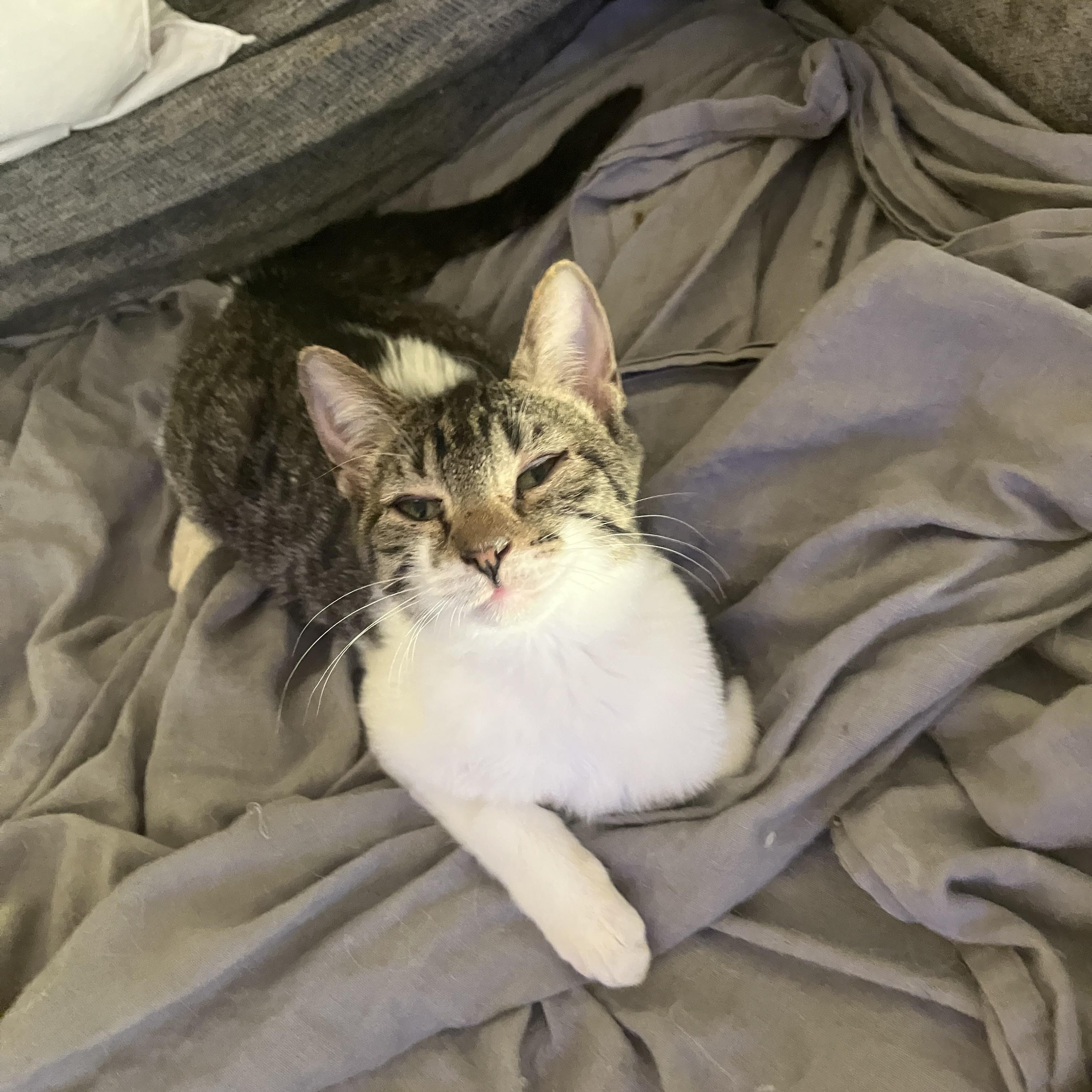 Raisin , adopted, Kitten Male American Shorthair & Tabby.