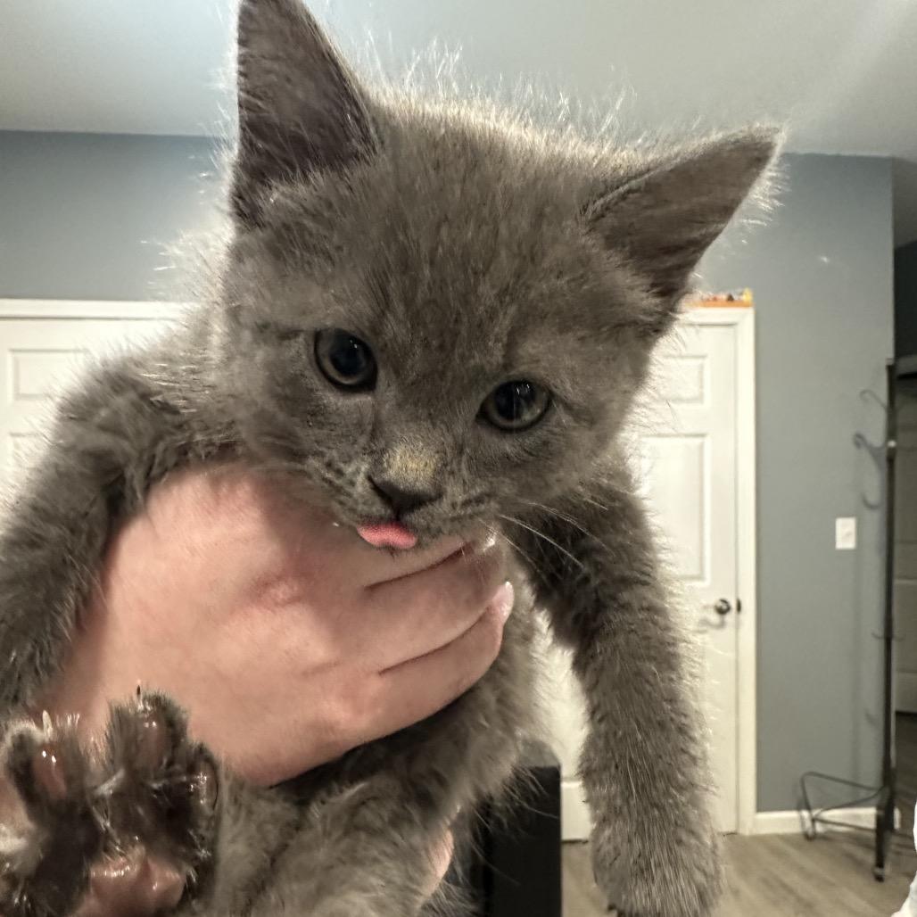 Enlarge Apple Jacks, a Adoptable Domestic Short Hair in Muncie, IN image 1/1