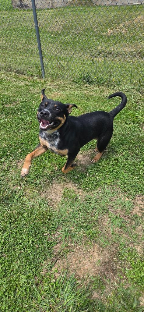 Atlas, Adoptable, Puppy Male Rottweiler & Pit Bull Terrier.