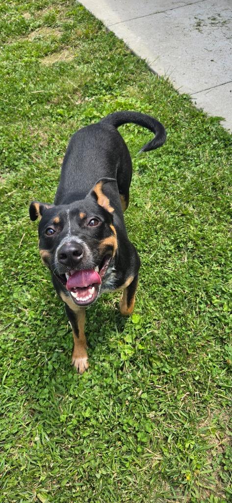 Enlarge Atlas, a Adoptable mixed breed in Shelbyville, TN image 2/6