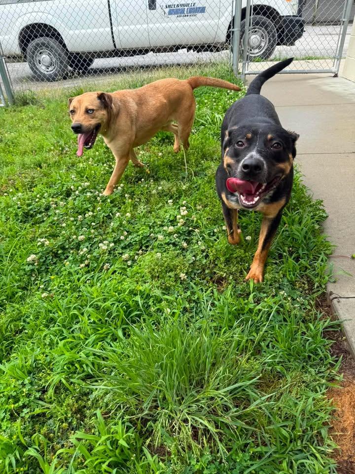 Enlarge Atlas, a Adoptable mixed breed in Shelbyville, TN image 3/6