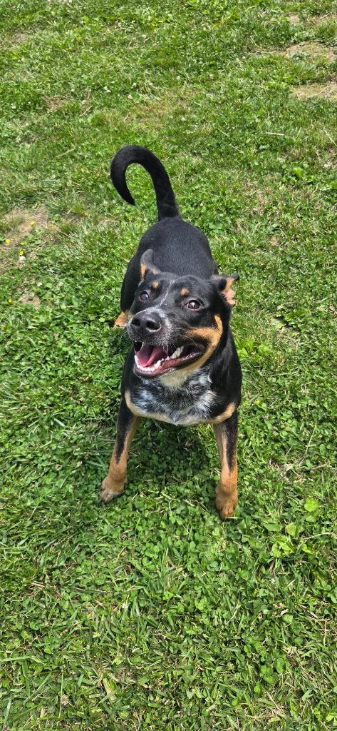 Enlarge Atlas, a Adoptable mixed breed in Shelbyville, TN image 4/6
