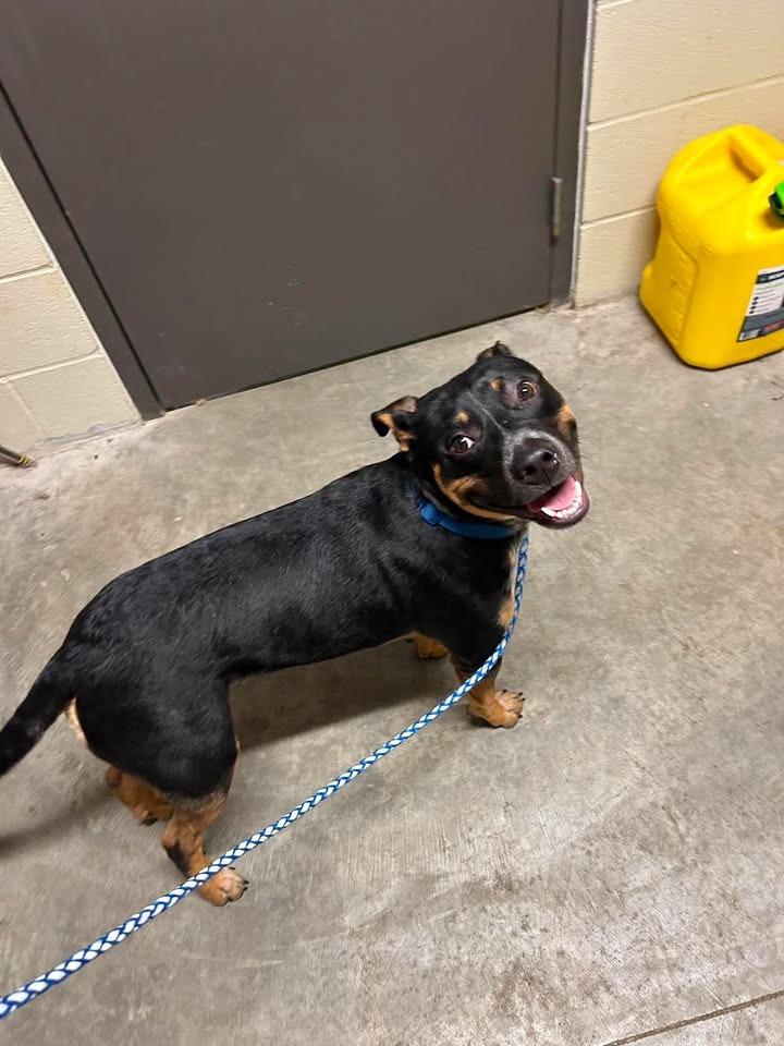 Enlarge Atlas, a Adoptable mixed breed in Shelbyville, TN image 5/6