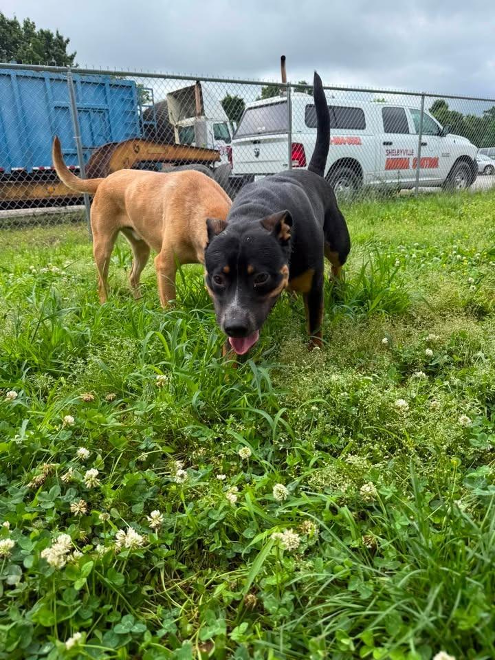 Enlarge Atlas, a Adoptable mixed breed in Shelbyville, TN image 6/6