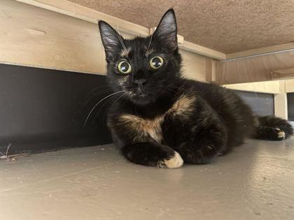 Enlarge Linen, an adopted Domestic Short Hair in Bellingham, WA image 2/2