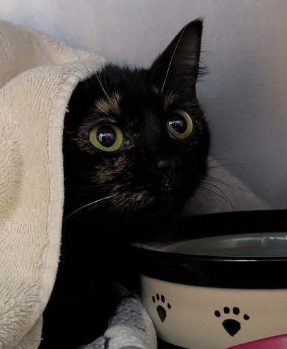 Linen, adopted, Young Female Domestic Short Hair.