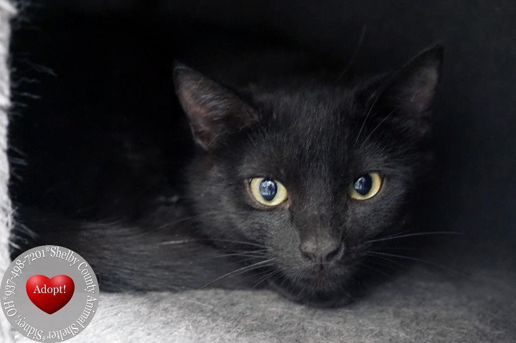 Inky, Adoptable, Kitten Female Domestic Short Hair.